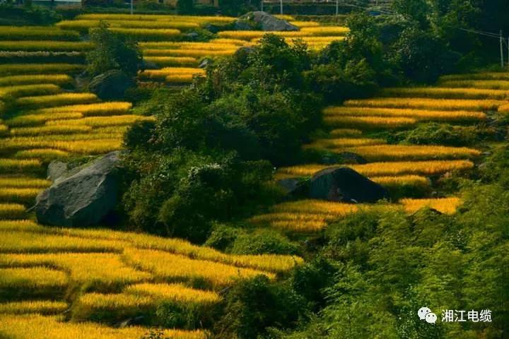 湘江电缆湖南卫视《乡村合伙人》一企帮扶一村